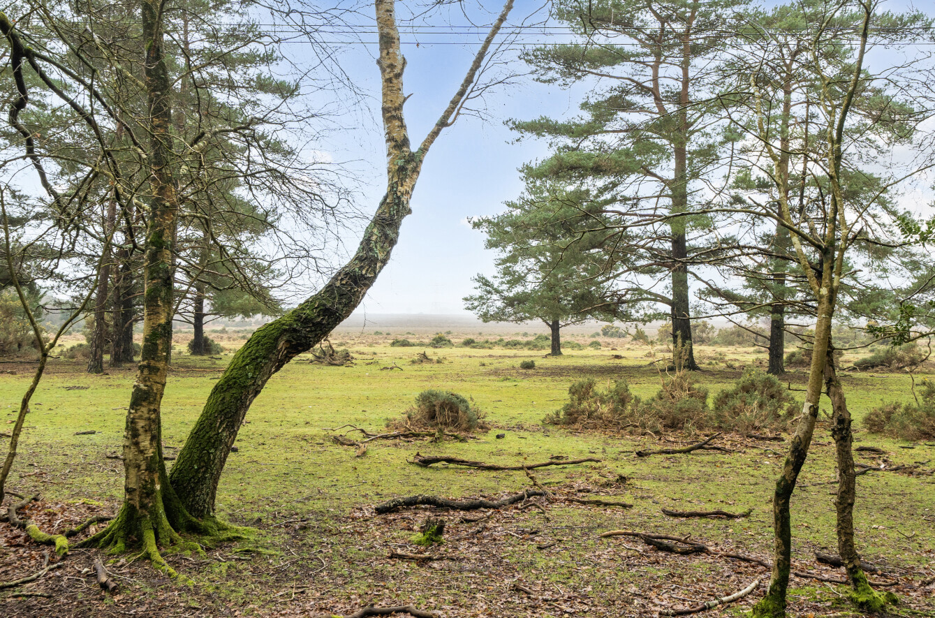 Mays Firs, Hale, Fordingbridge, Hampshire, SP6 Mays Firs, Hale, Fordingbridge, Hampshire, SP6 - Charters